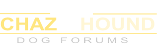 Chaz Hound - Dog Forums