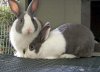 bunnies-026.jpg