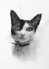 Pencil Pet Portrait Graphite Cat.jpg