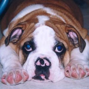 Bulldog Pup