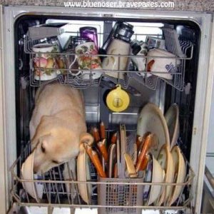 How dishwashers really work