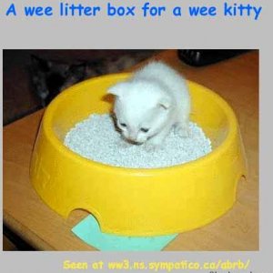 Wee litter for wee kitty