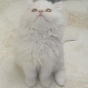 Persian Kittten