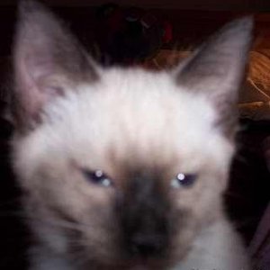 kitty in the camera lense!!