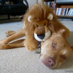 Dog vs Lion