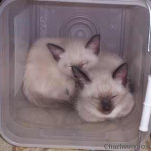 kitties in the container