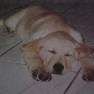 Sleeping angel pup