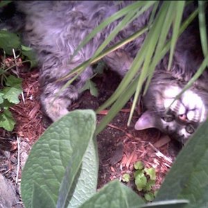 shhh, I am rolling in the flowerbed