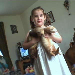my daughter and her two ferrets lexxie and nipper!