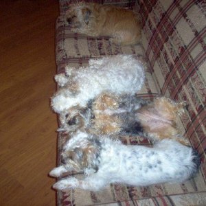 All My Furry Grand-dogs