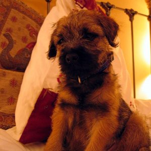 Max The naughty border terrier!
