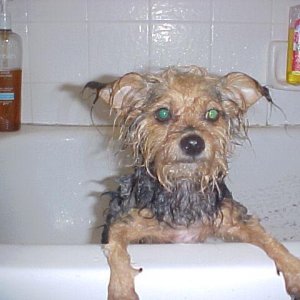 Wet Dog!!1