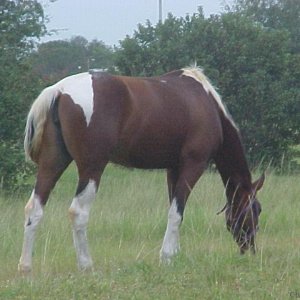 Pretty Horse