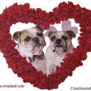 Bulldog Valentines