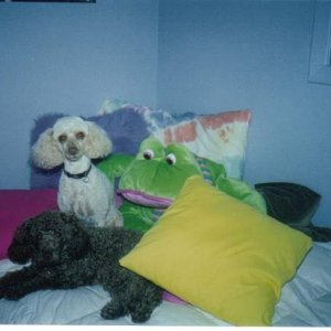 frog_and_dogs111