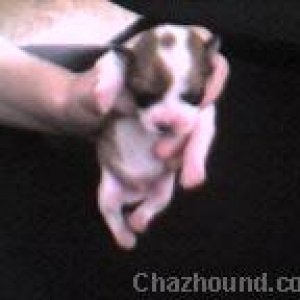 2 day old chihuahua baby