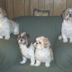 These are my four Shih Tzu boys.
