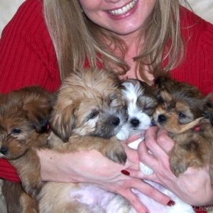 Molly & Teddy's Pups, 7 weeks