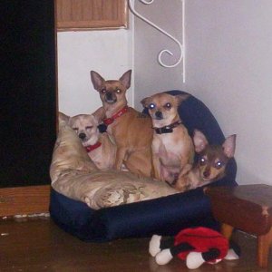 4 little chihuahua's  poochy,Dixie,Bill,and Daisy