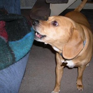 barking beagle