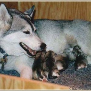 Roxy and Pups