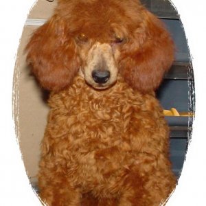 Flame (Toy Poodle)