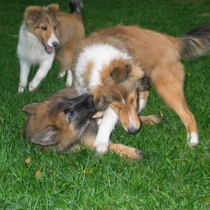 Why re-gluing the Shelties ears daily is a must..