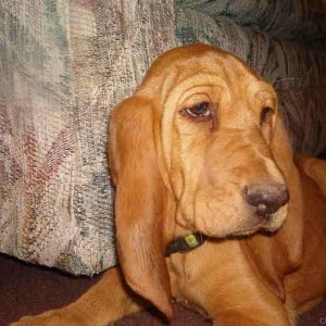 Rose the Bloodhound