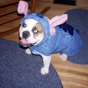 Mickey dressed as STITCH for Halloween