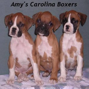 Boxer puppies times three