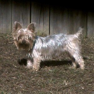 Reese the Yorkshire Terrier