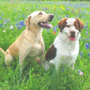 The Boys in the Bluebonnets