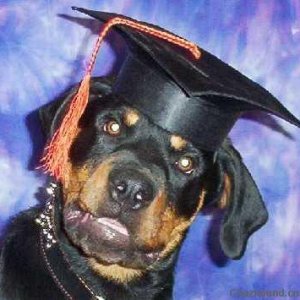 Sam as a puppy " His Graduation picture"