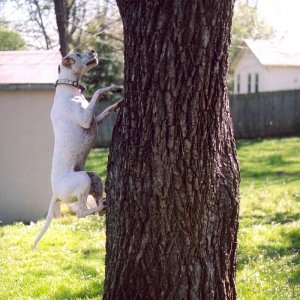 victor climbs the tree after a squirrel