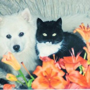 Kami .Japanese spitz and a cat