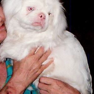 My Albino Pekingese Baby - Elija