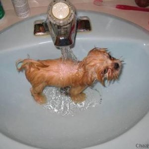 Daisy taking a bath