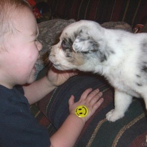 Sugar giving puppy kisses