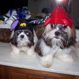 Lovie and Cookie ready for Halloween