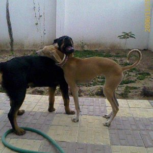 Saluki and Rottweiler