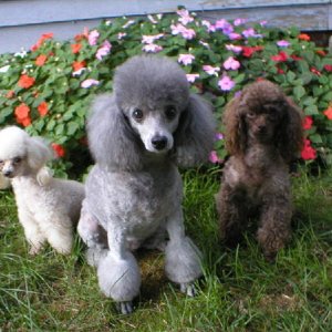 The poodle crew