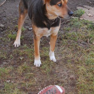 Nanook with Steve's old football
