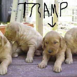 Tramp and his Brothers