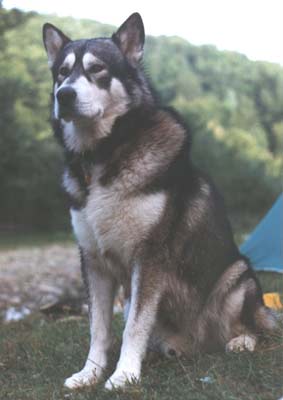 Akela the Alaskan Malamute
